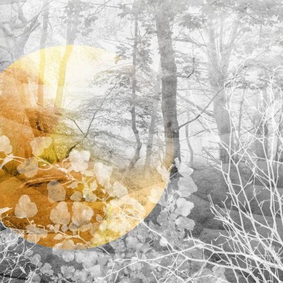 Обои Skinwall Standard Collection 2021 120-UNDERGROWTH-SUN