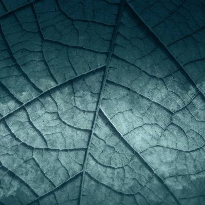 Обои Skinwall Standard Collection 2021 125-A-HOJA