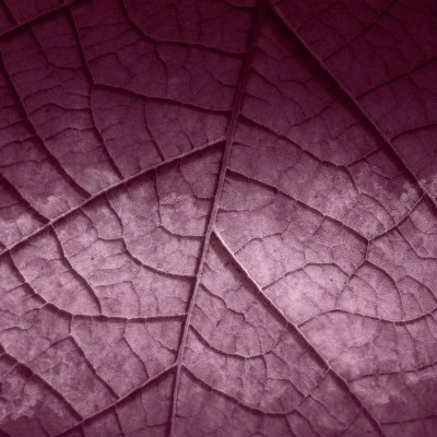 Обои Skinwall Standard Collection 2021 125-B-HOJA